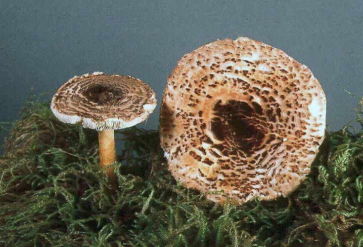 Lepiota clypeolarioides